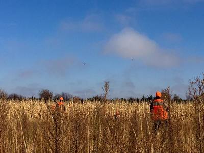 south dakota pheasant hunts