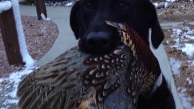 pheasant hunting lodge and guides south dakota